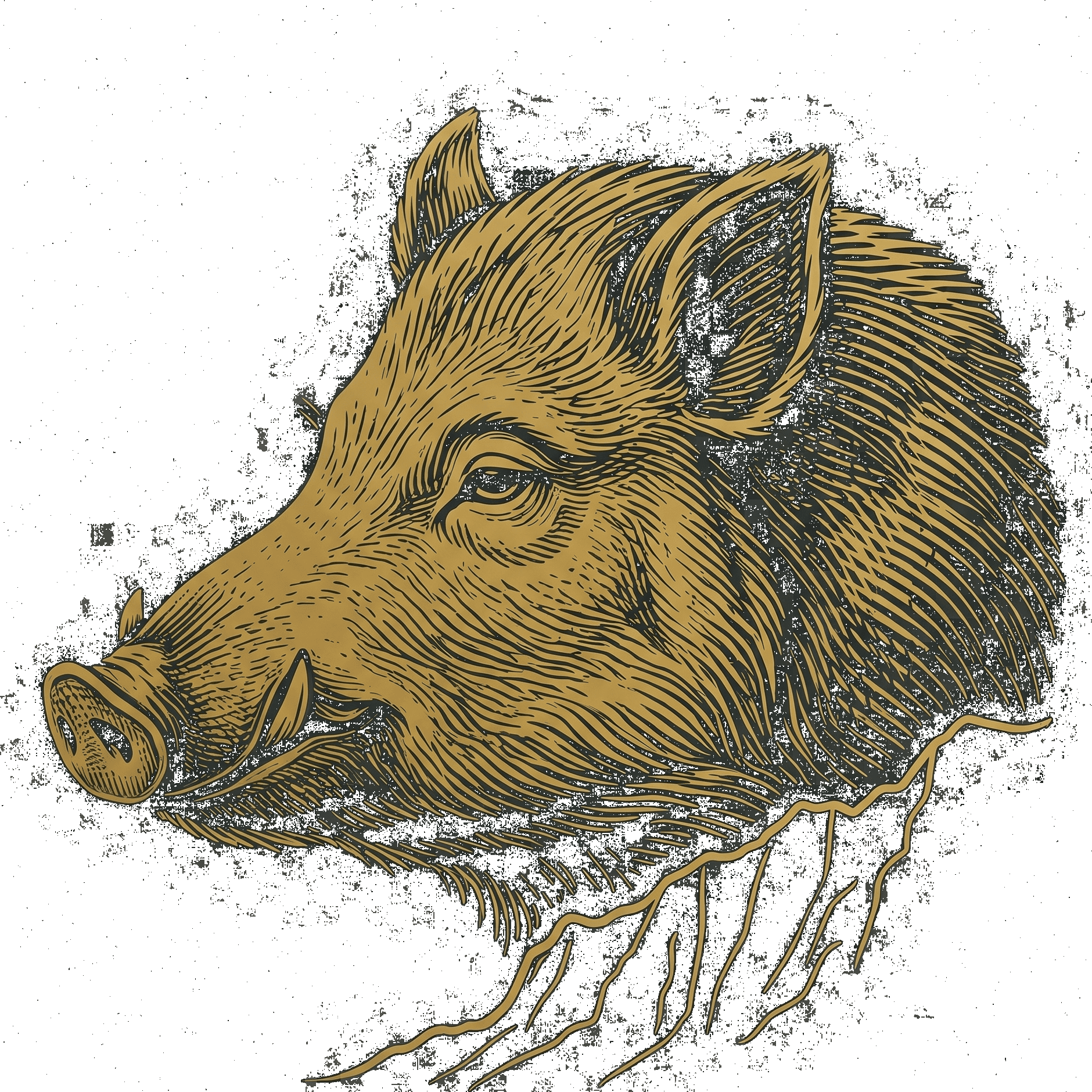Boars Club